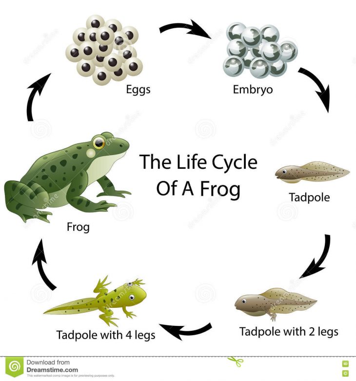 Le Cycle De Vie D'une Grenouille Illustration De Vecteur tout Cycle De Vie Grenouille