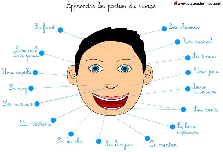 Le Français C'est Super!: Le Corps Humain Et Les Parties Du destiné Apprendre Les Parties Du Visage