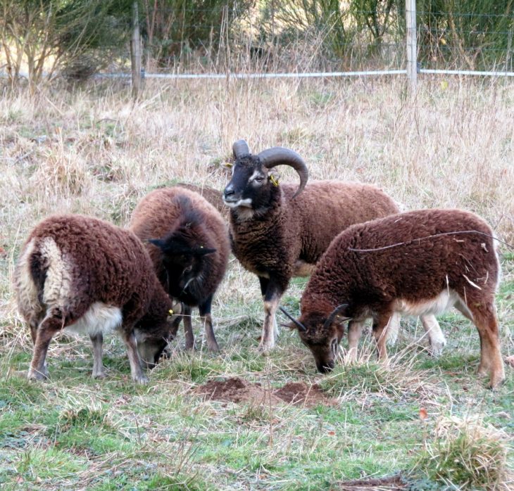 Le Mouton De Soay intérieur Différence Entre Brebis Et Mouton