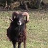 Le Mouton De Soay : Le Bélier Et Son Troupeau destiné Différence Entre Brebis Et Mouton
