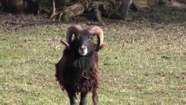 Le Mouton De Soay : Le Bélier Et Son Troupeau destiné Différence Entre Brebis Et Mouton