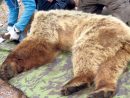 Le Secret D'hibernation De L'ours encequiconcerne Animaux Qui Hivernent