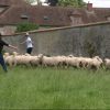 Le Sheep Coaching: Les Cadres Sont-Ils Des Moutons? à Différence Entre Brebis Et Mouton
