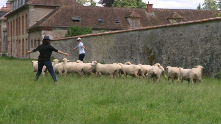 Le Sheep Coaching: Les Cadres Sont-Ils Des Moutons? à Différence Entre Brebis Et Mouton