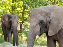 Le Zoo De Granby Accueille Un Nouvel Éléphant | Radio-Canada.ca intérieur Femelle De L Éléphant Nom