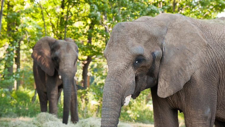 Le Zoo De Granby Accueille Un Nouvel Éléphant | Radio-Canada.ca intérieur Femelle De L Éléphant Nom