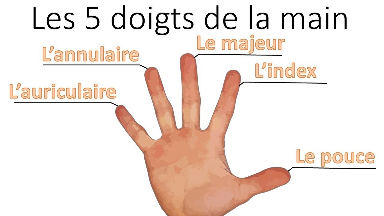 Learn To Read In French - Fingers Of The Hand concernant Nom Des Doigts De La Main