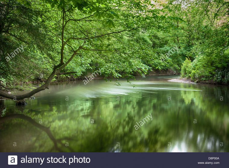 L'eau Douce De La Rivière Qui Coule Une Paisible Cachée dedans Arbre A Taupe