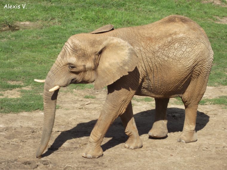 L'eléphant De Savane – Zootographe – Blog Non-Officiel Du à Femelle De L Éléphant Nom