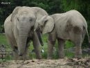 L'eléphant De Savane - Zootographe - Blog Non-Officiel Du dedans Femelle De L Éléphant Nom