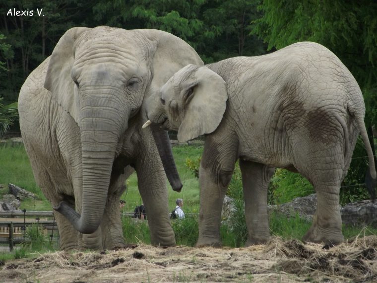 L'eléphant De Savane – Zootographe – Blog Non-Officiel Du dedans Femelle De L Éléphant Nom