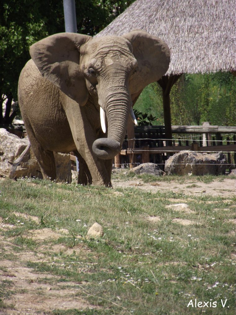 L'eléphant De Savane – Zootographe – Blog Non-Officiel Du destiné Femelle De L Éléphant Nom