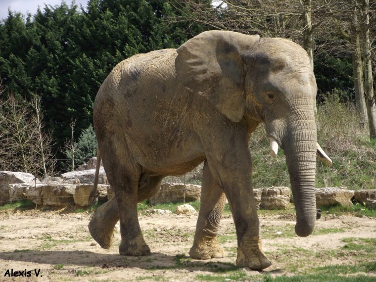 L'eléphant De Savane – Zootographe – Blog Non-Officiel Du destiné Femelle De L Éléphant Nom