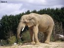 L'eléphant De Savane - Zootographe - Blog Non-Officiel Du tout Femelle De L Éléphant Nom