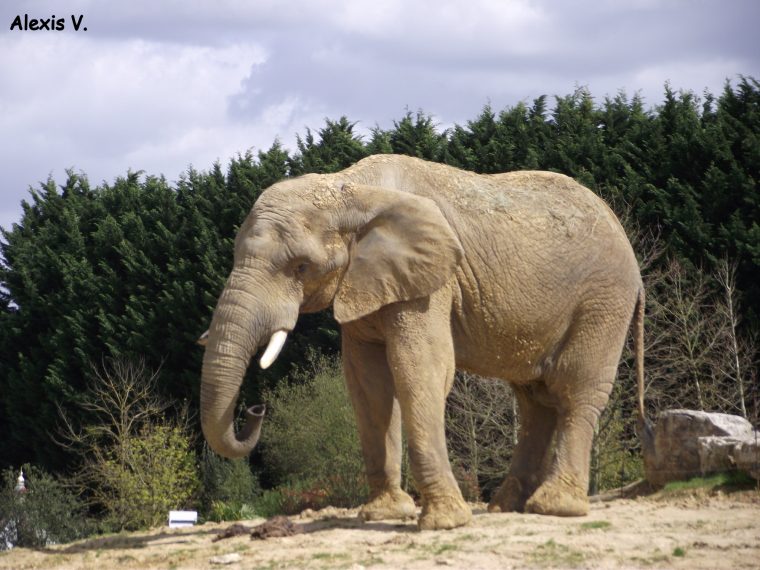 L'eléphant De Savane – Zootographe – Blog Non-Officiel Du tout Femelle De L Éléphant Nom