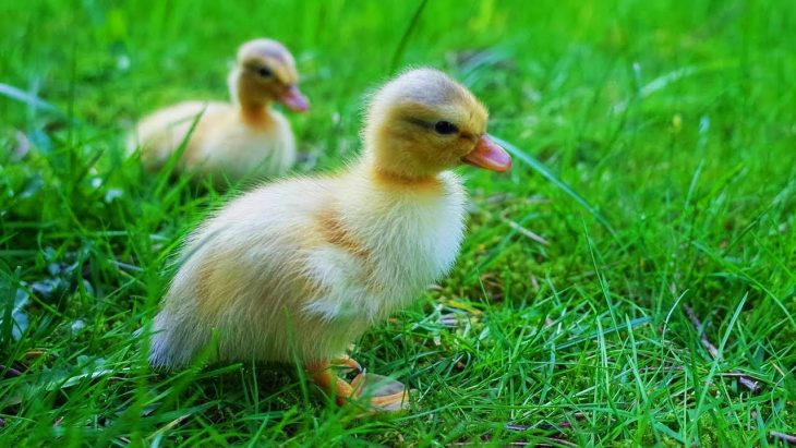 Les Animaux De La Ferme : Le Canard avec Canard Canne