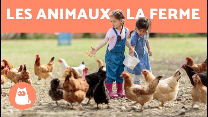 Les Animaux De La Ferme – Leur Cri, Leurs Petits, Leur Famille concernant Bruit Des Animaux De La Ferme