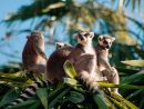 Les Animaux De Madagascar - Nom, Liste Et Photos - 15 Exemples ! destiné Animaux Ovipares Liste