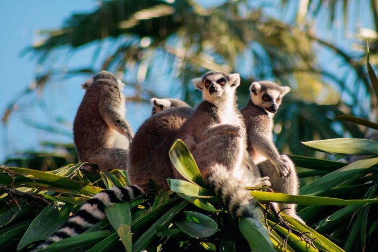 Les Animaux De Madagascar – Nom, Liste Et Photos – 15 Exemples ! destiné Animaux Ovipares Liste