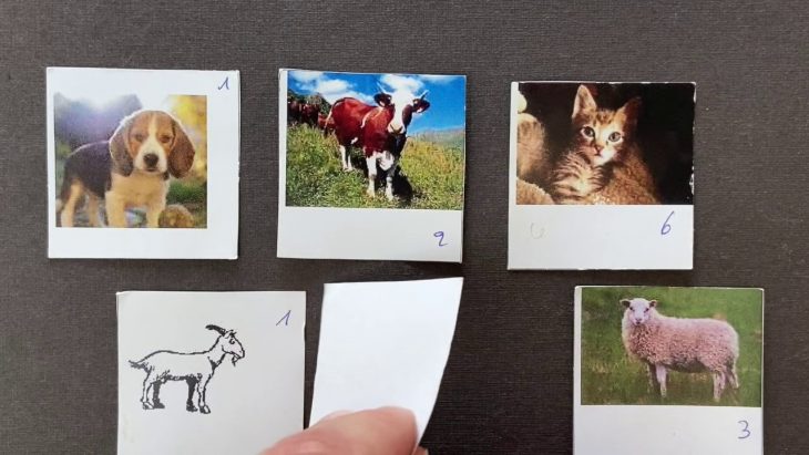 Les Animaux Jeu De Kim Animaux De La Ferme tout Jeu Sur Les Animaux De La Ferme