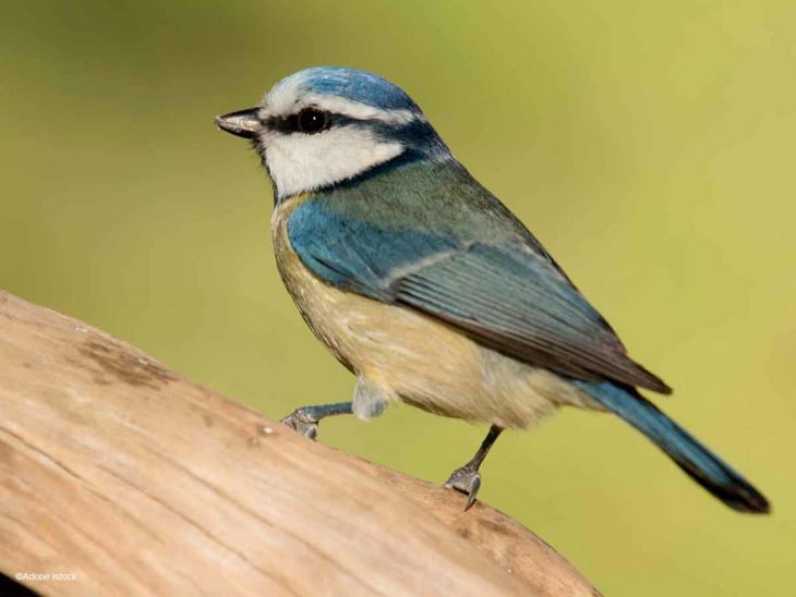 Les Applications Utiles Pour Reconnaître Les Oiseaux serapportantà Jeux De Oiseau Gratuit