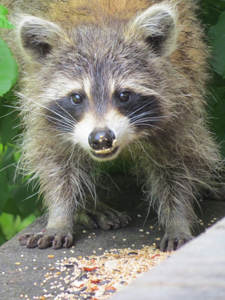 Les Bêtes Qui N'hibernent Pas Sous Terre Sont Sujettes À concernant Animaux Qui Hivernent