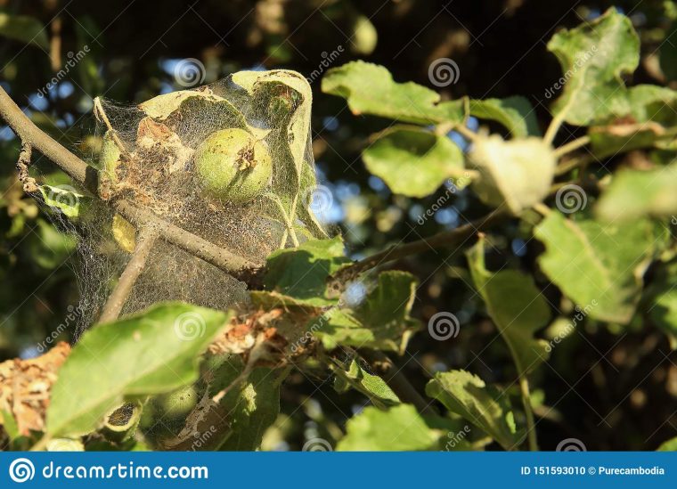 Les Branches Des Arbres D'aplle En Web De La Maladie L à Arbre A Taupe