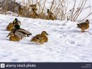 Les Canards Sauvages Qui Hivernent Dans La Région De Saint encequiconcerne Animaux Qui Hivernent