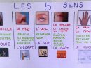 Les Cinq Sens. Five Senses Vocabulary In French | 5 Sens serapportantà Jeu Des Cinq Sens