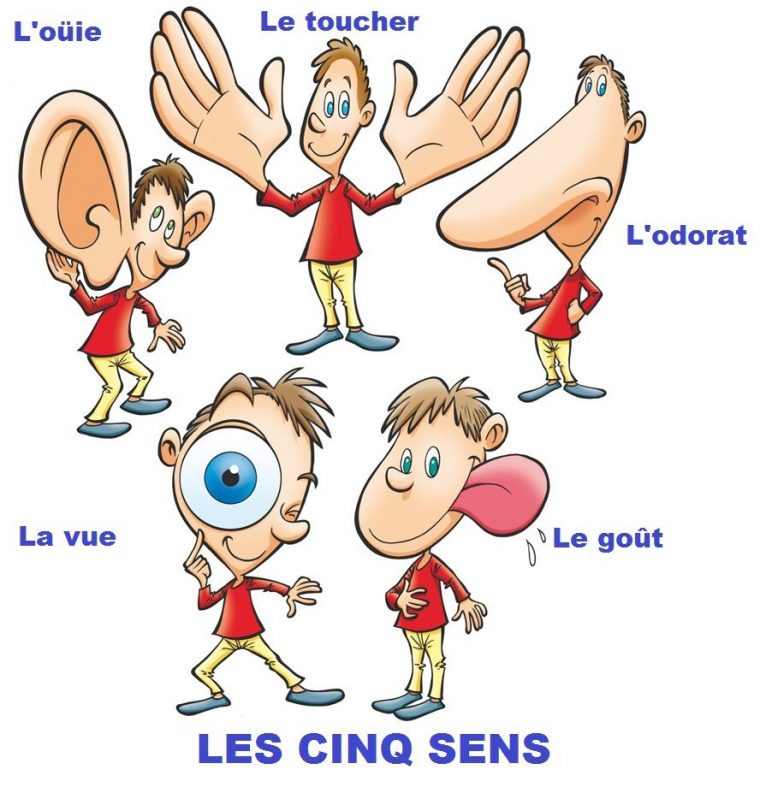 Les Cinq Sens Fle | 5 Sens Maternelle, Les Cinq Sens Et L serapportantà Jeu Des Cinq Sens