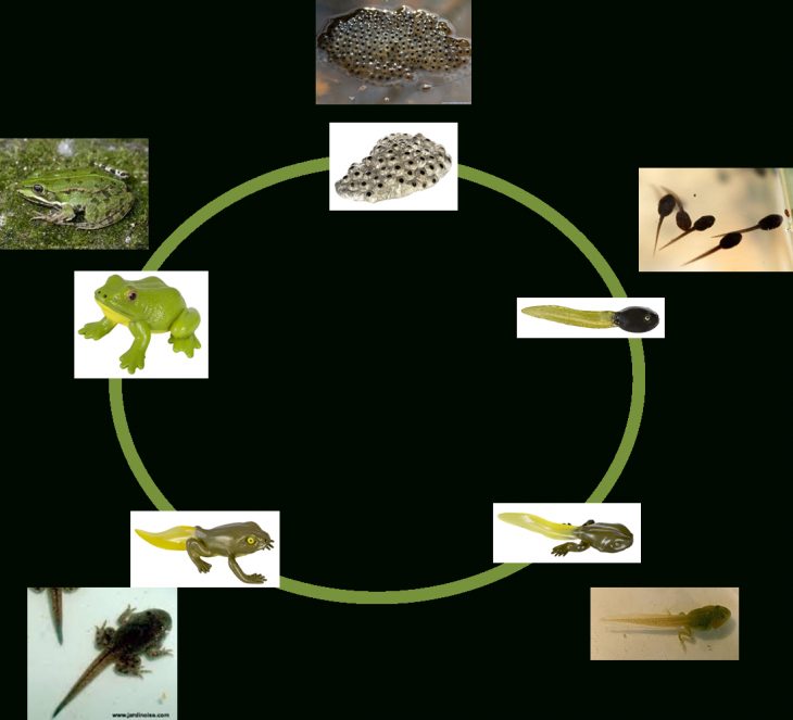 Les Cycles De Vie – Ti'loustics Explorer Le Monde dedans Cycle De Vie Grenouille