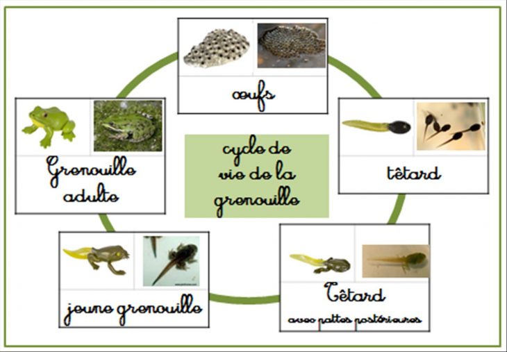 Les Cycles De Vie – Ti'loustics Explorer Le Monde destiné Cycle De Vie Grenouille