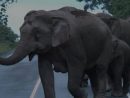 Les Éléphants Communiquent serapportantà Barrissement Elephant