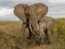 Les Éléphants - One Voice à Barrissement Elephant