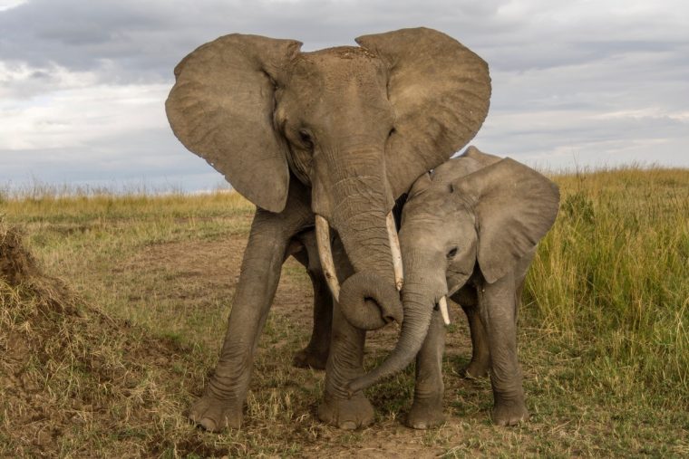 Les Éléphants – One Voice à Barrissement Elephant