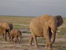 Les Éléphants Produisent Des Sons Inaudibles… Par Vibrations dedans Barrissement Elephant