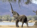 Les Éléphants Vont-Ils Voler La Vedette À Le Luron, Gerra Et pour Barrissement Elephant