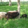 Les Moutons De Royalshadow tout Différence Entre Brebis Et Mouton