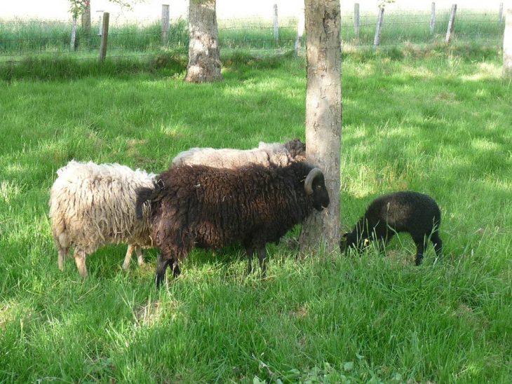 Les Moutons De Royalshadow tout Différence Entre Brebis Et Mouton