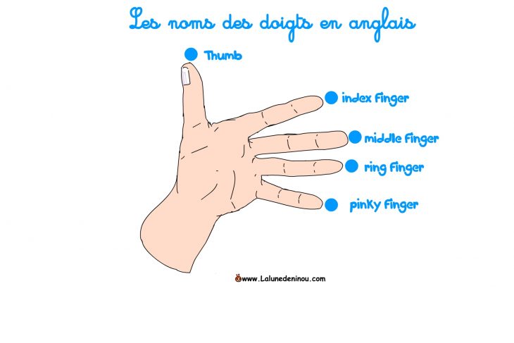 Les Noms Des Doigts En Anglais À Écouter. concernant Le Nom Des Doigts De La Main