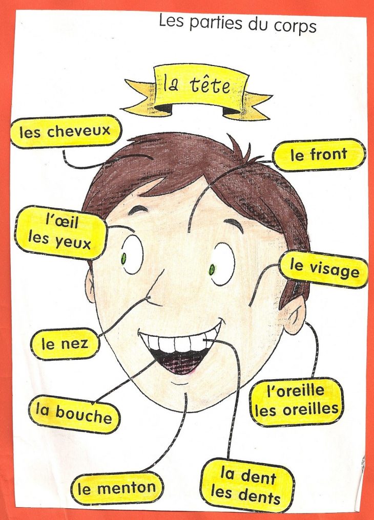 Les Parties Du Corps | Apprendre Le Français, French encequiconcerne Apprendre Les Parties Du Visage