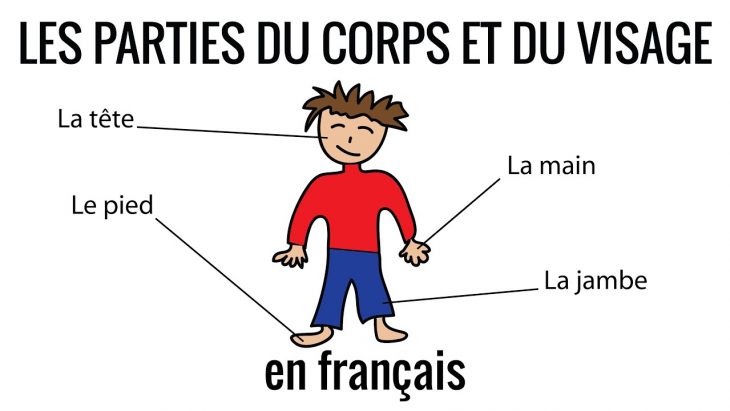 Les Parties Du Corps Et Du Visage En Français encequiconcerne Apprendre Les Parties Du Visage