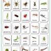 Les Petites Bêtes Du Jardin - Fiches De Préparations (Cycle1 intérieur Imagier Insectes