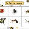 Les Petits Jeux De July: Les Insectes avec Imagier Insectes