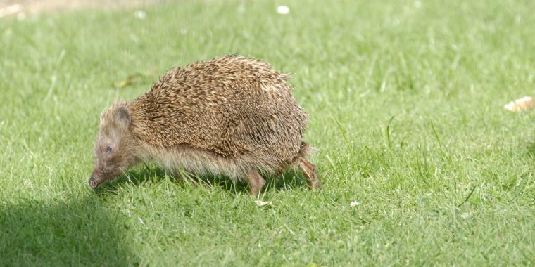 L'hiver Arrive, Pensez Aux Animaux Des Jardins! – Dh Les Sports+ destiné Animaux Qui Hivernent