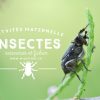 Livres Et Activités Sur Les Insectes (Et Autres Petites intérieur Imagier Insectes