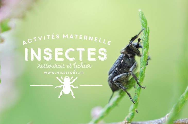 Livres Et Activités Sur Les Insectes (Et Autres Petites intérieur Imagier Insectes