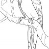 Macaw - Google Search | Dessin Perroquet, Coloriage tout Perroquet Coloriage A Imprimer