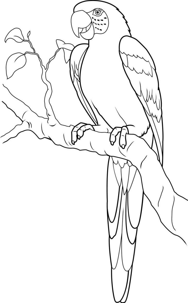 Macaw – Google Search | Dessin Perroquet, Coloriage tout Perroquet Coloriage A Imprimer