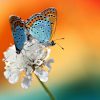 Memory : Une Envolée De Papillons ! encequiconcerne Jeux Papillon Gratuits Ligne